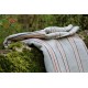 Striped pure wool antique Welsh blanket . Grey Peach & Red. NL83